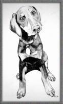 Doberman_drawing_4211.jpg